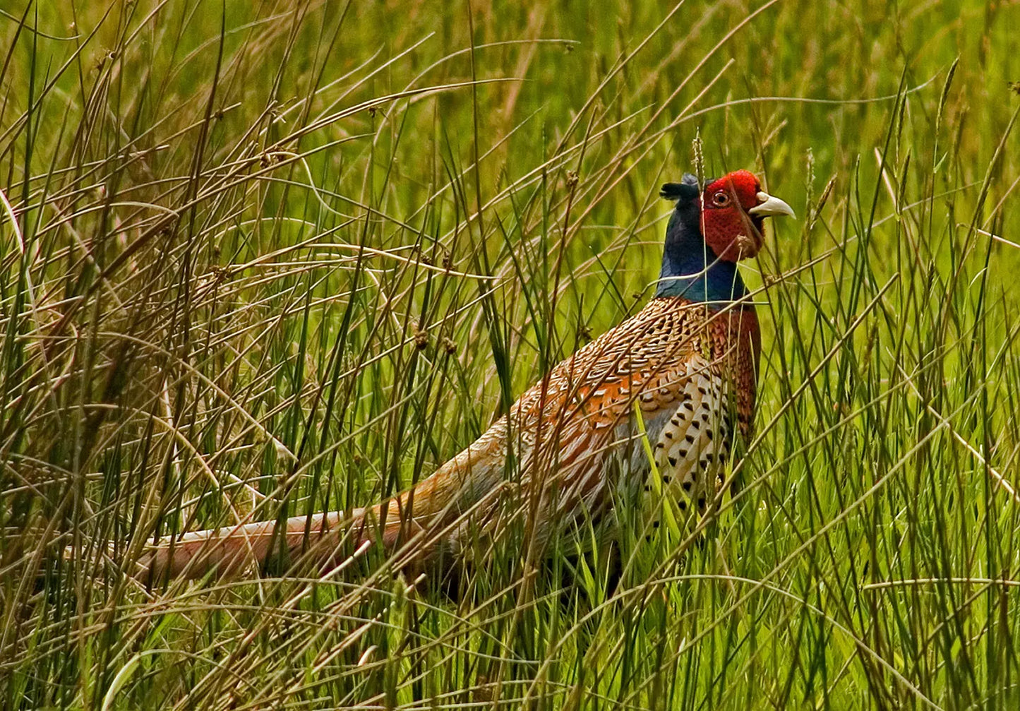 European Tower Shoots