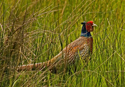 European Tower Shoots