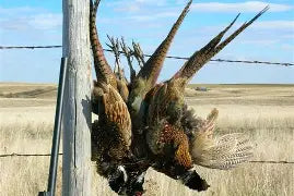 European Tower Shoots