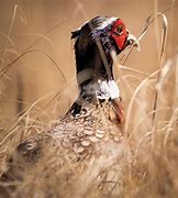 European Tower Shoots